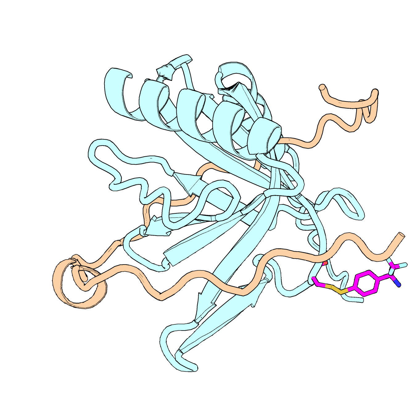 Protein structure